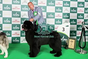 Crufts 2024 Best in Working Group 3rd place Newfoundland 10859 - Srb Ch Reggae Man De La Baie De Pempoul (P Le Rest)