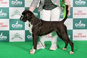 Crufts 2024 Boxer Best of Breed stacked 9824 - Ch/ir Ch Willow Sparks Will Fly (Mrs A Payne)