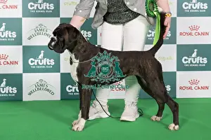 Crufts 2024 Boxer Best of Breed stacked 9824 - Ch/ir Ch Willow Sparks Will Fly (Mrs A Payne)