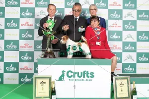 Crufts 2024 Terrier Group winner 1st Jack Russell Terrier 15119 - Multi Ch Original Master's Voice Lovesong Monamour, Breed: Jack Russell Terrier (Ms Kao Miichi)