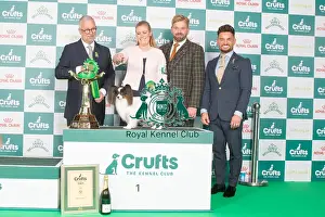 Crufts 2024 - Toy Group 1 Is Ch Fashion First High Priority Owner: Mrs A M Gudbergsdottir
