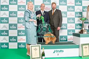Crufts 2024 - Toy Group 2 Ch Lireva's Wildest Dreams, Owner: A M Cawthera-Purdy