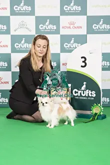 Crufts 2024 - Toy Group 3 Jp/dk/se/fi/no Ch Bramver's Millionaire Owner: Mrs Irene Peeker