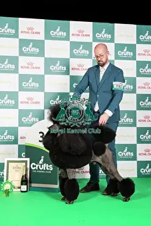 Crufts 2024 Best In Group Stacked Presentation Photos Prints: Crufts 2024 - Utility Group 3 Ch/am Ch Hallifax Hightide Hedonist at Afterglow (ai) (Imp Usa) Owners: Mrs M