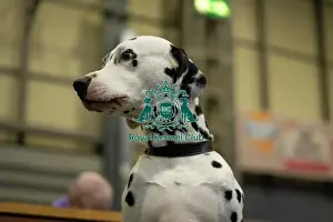 Hall 1 Prints: Crufts 2025 Friday