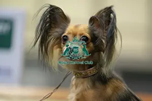 Portrait Prints: Crufts 2025 Friday