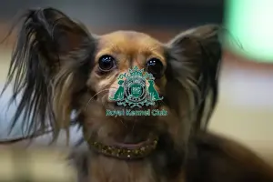 Portrait Prints: Crufts 2025 Friday