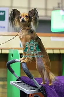 Portrait Prints: Crufts 2025 Friday