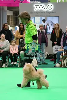 Poodle Prints: Crufts 2025, Friday 7th March - Have a go Rally