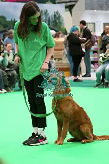 Golden Retriever Prints: Crufts 2025, Friday 7th March - Have a go Rally