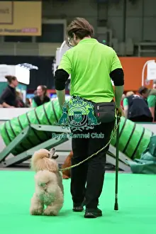 Poodle Prints: Crufts 2025, Friday 7th March - Have a go Rally