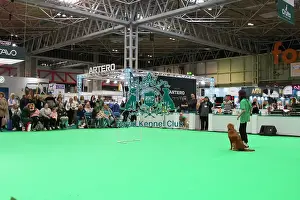 Golden Retriever Prints: Crufts 2025, Friday 7th March - Have a go Rally