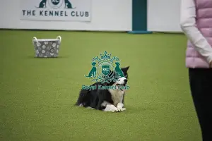 Obedience Prints: Crufts 2025, Friday Inter-Regional Obedience Competition