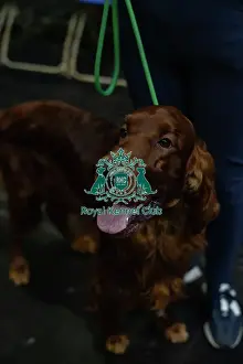 Happy Prints: Crufts 2025 - Irish Setters