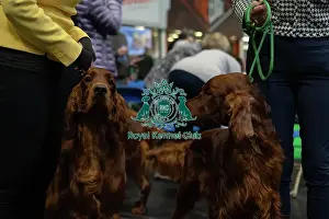Happy Prints: Crufts 2025 - Irish Setters