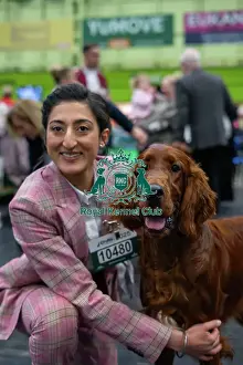 Happy Prints: Crufts 2025 - Irish Setters