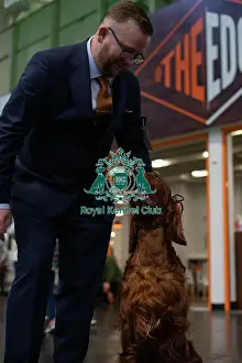 Happy Prints: Crufts 2025 - Irish Setters