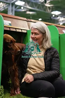 Happy Prints: Crufts 2025 - Irish Setters