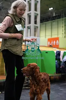Happy Prints: Crufts 2025 - Irish Setters