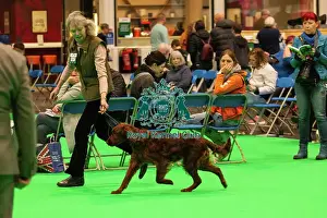 Happy Prints: Crufts 2025 - Irish Setters