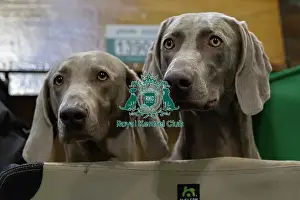 Dogs Prints: Crufts 2025 Saturday