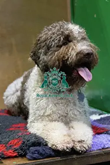 Dogs Prints: Crufts 2025 Saturday