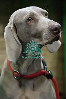 Dogs Prints: Crufts 2025 Saturday