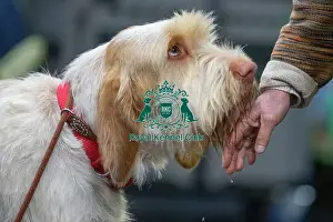 Dogs Prints: Crufts 2025 Saturday