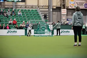 Crufts 2026 Obedience Prints: Crufts 2026 Obedience, RKC128184