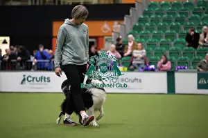 Crufts 2026 Obedience, RKC128186