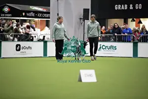 Crufts 2026 Obedience Prints: Crufts 2026 Obedience, RKC128188