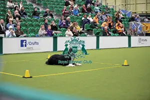 Crufts 2026 Obedience Prints: Crufts 2026 Obedience, RKC128191