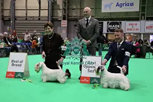The Royal Kennel Club Prints: Crufts 2026 Sealyham Terrier, Best of Breed