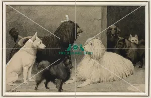 Crufts, Agricultural Hall, 1893
