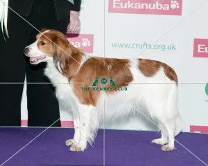 Crufts 2012 sales