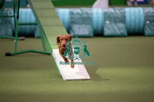Crufts 2026 Agility Prints: Crufts Novice Cup Agility Final