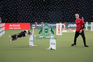 Crufts 2026 Agility Prints: Crufts Novice Cup Agility Final