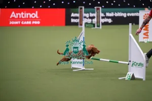 Crufts 2026 Agility Prints: Crufts Novice Cup Agility Final