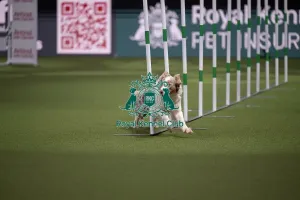 Crufts 2026 Agility Prints: Crufts Novice Cup Agility Final