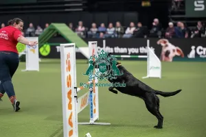 Crufts 2026 Agility Prints: Crufts Novice Cup Agility Final