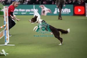 Crufts 2026 Agility Prints: Crufts Novice Cup Agility Final