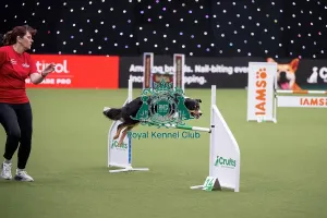 Crufts 2026 Agility Prints: Crufts Novice Cup Agility Final
