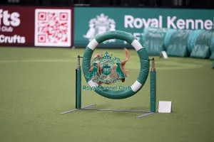 Crufts 2026 Agility Prints: Crufts Novice Cup Agility Final