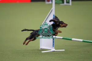 Crufts 2026 Agility Prints: Crufts Novice Cup Agility Final