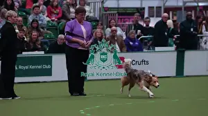 Crufts 2026 Obedience Prints: Crufts Obedience Championship Bitches - Crufts 2026 Crufts Obedience Championship Bitches - Crufts 2026