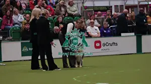 Crufts 2026 Obedience Prints: Crufts Obedience Championship Bitches Sunday 8th March 2026