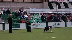 Crufts 2026 Obedience Prints: Crufts Obedience Championship Bitches Sunday 8th March 2026