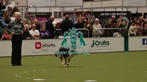 Crufts 2026 Obedience Prints: Crufts Obedience Championship Bitches Sunday 8th March 2026