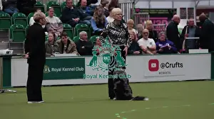 Crufts 2026 Obedience Prints: Crufts Obedience Championship Bitches Sunday 8th March 2026