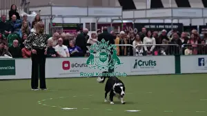 Crufts 2026 Obedience Prints: Crufts Obedience Championship Bitches Sunday 8th March 2026